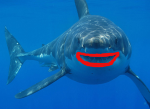 barb shark