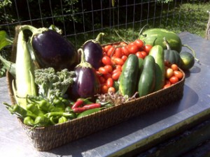 veggie garden