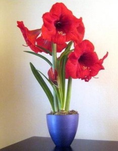 A potted bulb is the gift that keeps on giving.