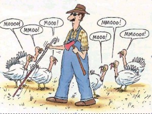 Thanksgiving Turkey