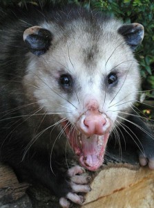 Brasstown, North Carolina rings in the New Year with the "Opossum Drop."  Now, that's a party.