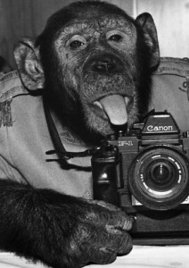 Chimpanzees make a movie