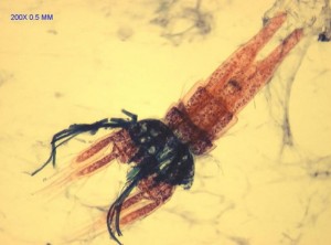#copepods