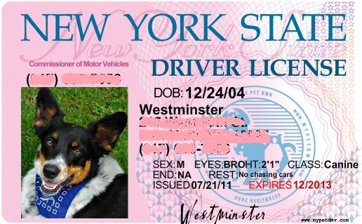Wess-drivers-license.jpg